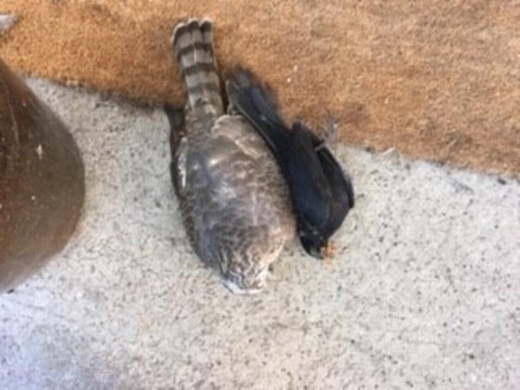 Katten Tulle har lagt sin fangst bestående af spurvehøg og solsort på måtten. Foto: Privatfoto
