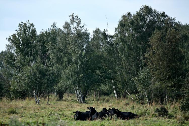 Blandt køer, træer og grønne omgivelser på Kalvebod Fælled får københavnske mænd mellem 20 og 50 år nu mulighed for at tale om det, der ligger dem på sinde.
   Foto: Jens Dresling/POLFOTO