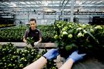 
Der eksporteres for 2,4 mia. kroner potteplanter fra Danmark om året. Blandt andet kalanchoe  - verdens største producent af planten ligger i Hinnerup ved Aarhus (billedet).  Foto: Casper Dalhoff