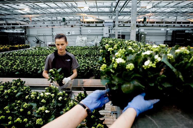 
Der eksporteres for 2,4 mia. kroner potteplanter fra Danmark om året. Blandt andet kalanchoe  - verdens største producent af planten ligger i Hinnerup ved Aarhus (billedet).  Foto: Casper Dalhoff