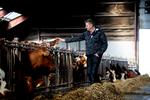 Carsten Vestergaard har overtaget sin fødegård, Kollerødgård nord for Græsted, og har været sammen med køer det meste af livet. 

   Foto: Finn Frandsen/POLFOTO