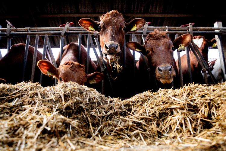 Kvægproduktion står for en stor del af landbrugets samlede udledninger af drivhusgasser. Kvægavlere kan derfor med både spænding og nervøsitet afvente, at regeringen senere på året ventes at fremlægge sit bud på en ny CO2-afgift for landbruget. Foto: Finn Frandsen/POLFOTO