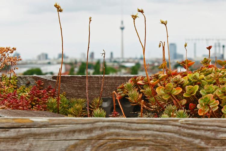 Flot udsigt fra Klunkerkranich-cafeen på toppen af et  indkøbscenter på Karl Marx Strasse i Berlin. 


 Foto: Bo Folke Thybo