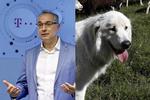 god dårlig antonis hyrdehund