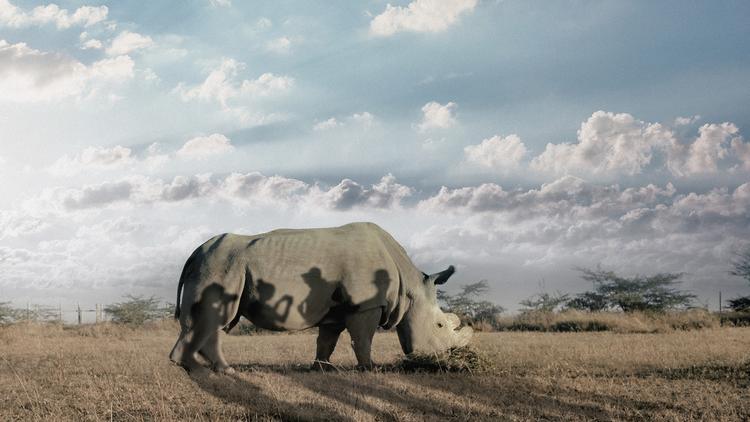 Filmen om Sudan, det sidste han-næsehorn af arten nordlige hvide næsehorn, skulle vi allesammen se. Men den bliver måske ikke den samme publikumsfavorit som Mikel Cee Karlssons true crime-fortælling 'A Stranger' om en afdød ven med et hemmeligt liv.  Foto: CPH:DOX