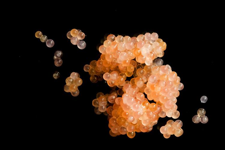 Arkivfoto Torben Greve/POLFOTO