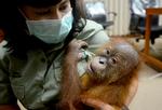 Orangutangerne er kritisk truede blandt andet på grund af krybskytteri og illegal handel med de vilde dyr. Foto: Sonny Tumbelaka/Ritzau Scanpix