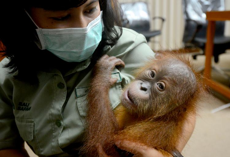 Orangutangerne er kritisk truede blandt andet på grund af krybskytteri og illegal handel med de vilde dyr. Foto: Sonny Tumbelaka/Ritzau Scanpix