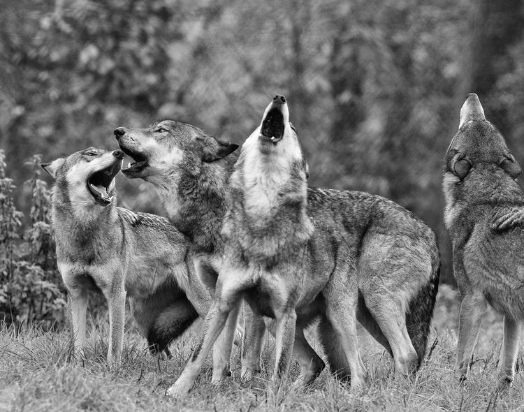 Hver ulveflok har sin egen dialekt. De samles og hyler i flok, inden de går på jagt.  Foto: Gunther Kopp /PR