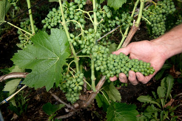 Arkivfoto Tanja Carstens Lund