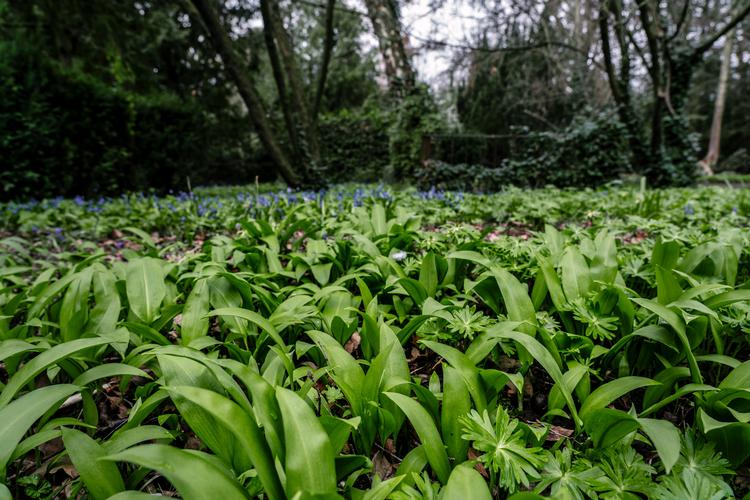 Mange steder i landets parker og skove står løget med den umiskendelige duft og smag af hvidløg og putter sig, ofte lidt i skyggen, og gerne hvor jorden er løs. Foto: Eva Helbæk Tram