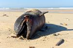 En død delfin ligger på stranden nær Lacanau i det sydvestlige Frankrig. Siden januar i år er 1100 delfiner skyllet op på strande i landet. Tallet er stort, og forskere undrer sig.  Foto: Nicolas Tucat/Ritzau Scanpix