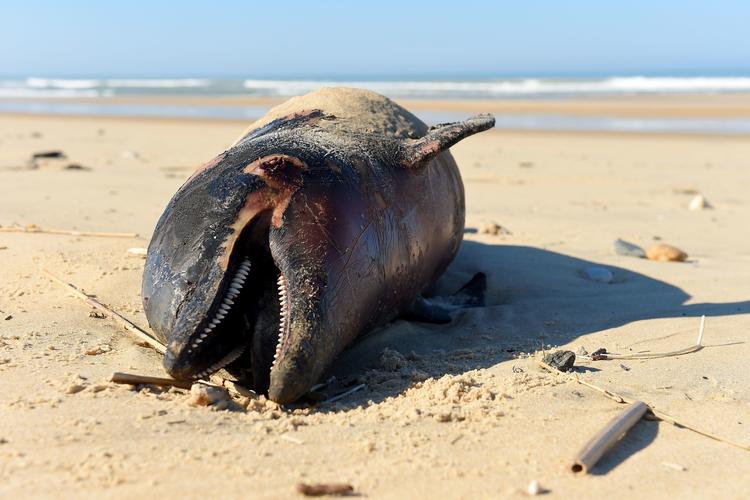 En død delfin ligger på stranden nær Lacanau i det sydvestlige Frankrig. Siden januar i år er 1100 delfiner skyllet op på strande i landet. Tallet er stort, og forskere undrer sig.  Foto: Nicolas Tucat/Ritzau Scanpix