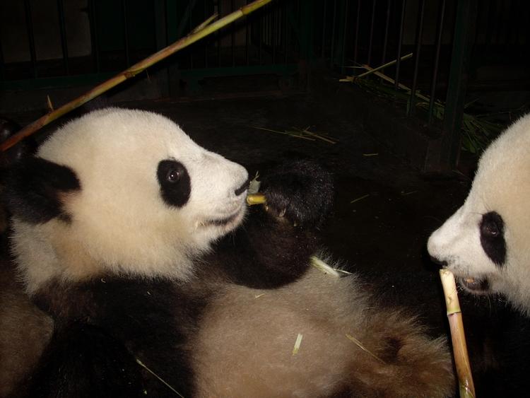 Kina udlåner to pandaer til København. Målet er klart, mener tibetaktivist: Landet vil nå et bedre ry gennem sit såkaldte pandadiplomati. Foto: Niels Hougaard/POLFOTO