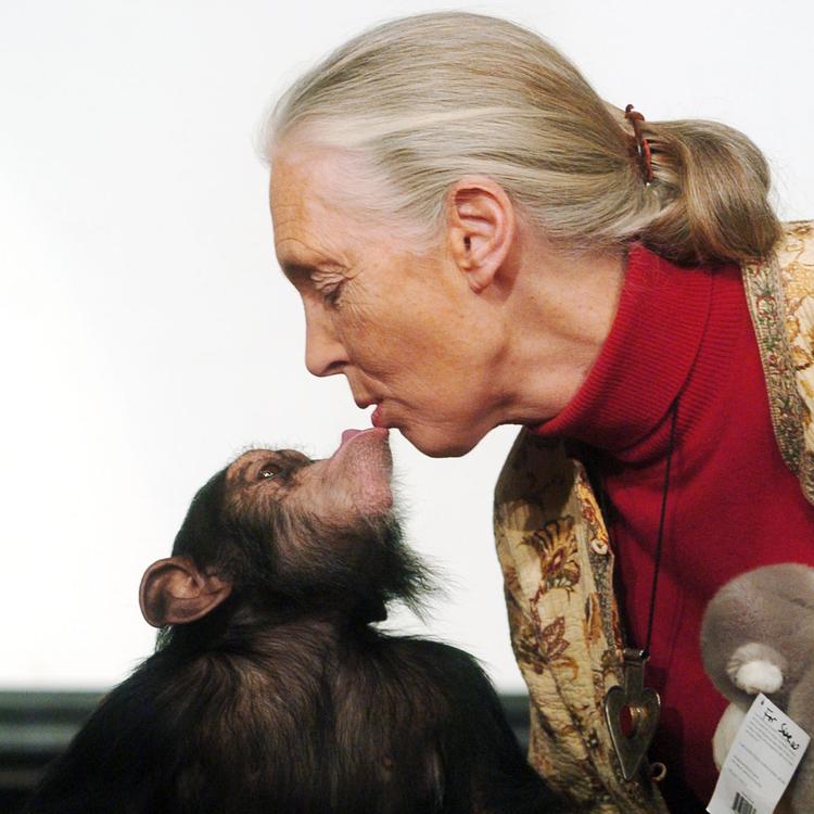 Jane Goodall leger med den 14 måneder gamle chimpanseunge i Budapest Zoo i 2004 (AP Photo / Bela Szandelszky)
   Foto: Bela Szandelszky/ASSOCIATED PRESS
