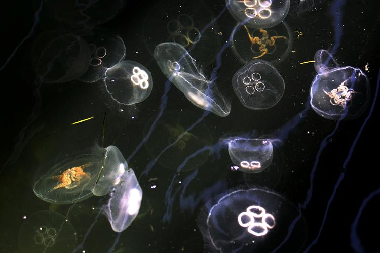 Vandmænd bliver mest af alt betragtet som »irriterende«, mener forskerne bag projektet GoJelly, der går ud på at udforske, hvordan vi kan udnytte vandmænd som en ressource.  Arkivfoto Per Folkver