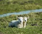 Små påskelam nyder forårssolen i Sønderjylland. Og i weekenden ventes endnu mere sol.  Foto: Hans Chr. Gabelgaard/Ritzau Scanpix
