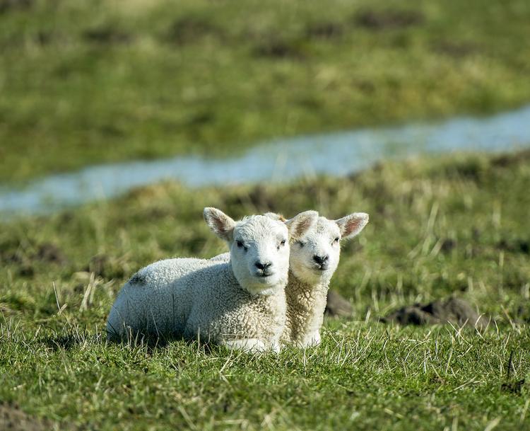Små påskelam nyder forårssolen i Sønderjylland. Og i weekenden ventes endnu mere sol.  Foto: Hans Chr. Gabelgaard/Ritzau Scanpix
