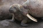 Hvalros fra Netflix-serien 'Our Planet.' Foto: Sophie Lanfear / Silverback/netflix
