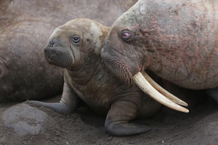 Hvalros fra Netflix-serien 'Our Planet.' Foto: Sophie Lanfear / Silverback/netflix