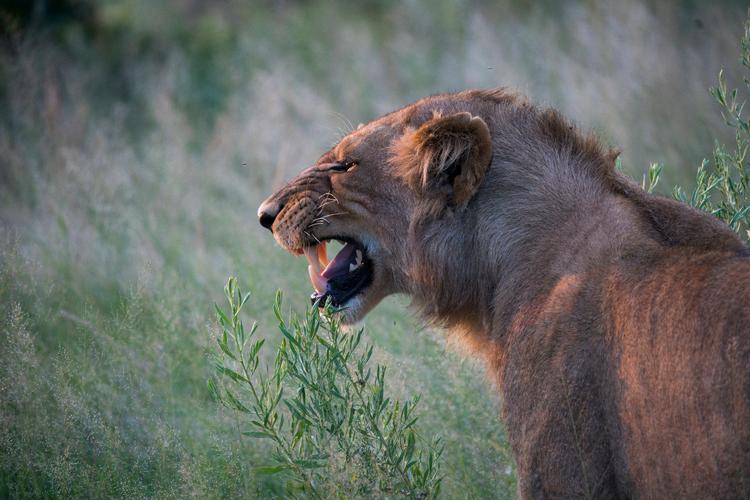 Kun kraniet og et par bukser var tilbage, efter en flok løver havde ædt en formodet krybskytte i Sydafrika. Løven på billedet har ikke noget med historien at gøre.  Foto: Heidi Skibsted