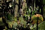 Der er sjældne planter og tropiske tilstande i Botanisk Have. Og så er det samtidig et oplagt sted at græde. Foto: Mads Nissen/POLFOTO