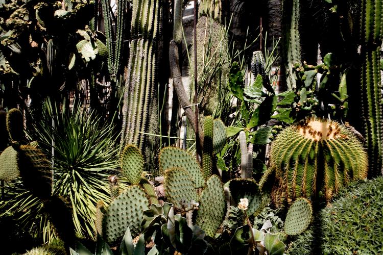 Der er sjældne planter og tropiske tilstande i Botanisk Have. Og så er det samtidig et oplagt sted at græde. Foto: Mads Nissen/POLFOTO