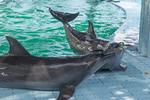 I fangenskab kan delfiner ikke dykke, kommunikere, finde skygge eller svømme de op til 100 kilometer om dagen, de er vant til i naturen.  Foto: World Animal Protection