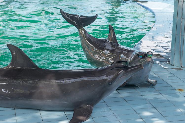I fangenskab kan delfiner ikke dykke, kommunikere, finde skygge eller svømme de op til 100 kilometer om dagen, de er vant til i naturen.  Foto: World Animal Protection