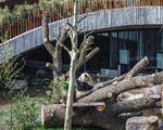 Pandaerne er landet i Zoo. 