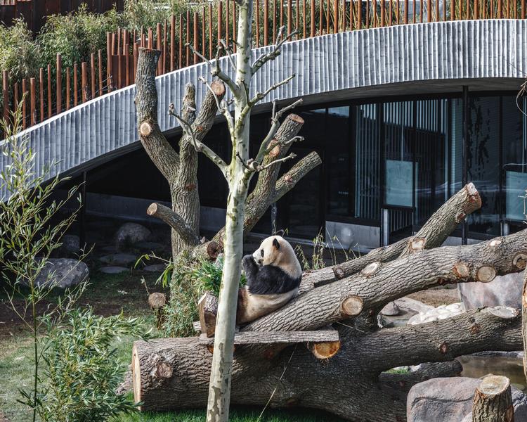 Pandaerne er landet i Zoo. 