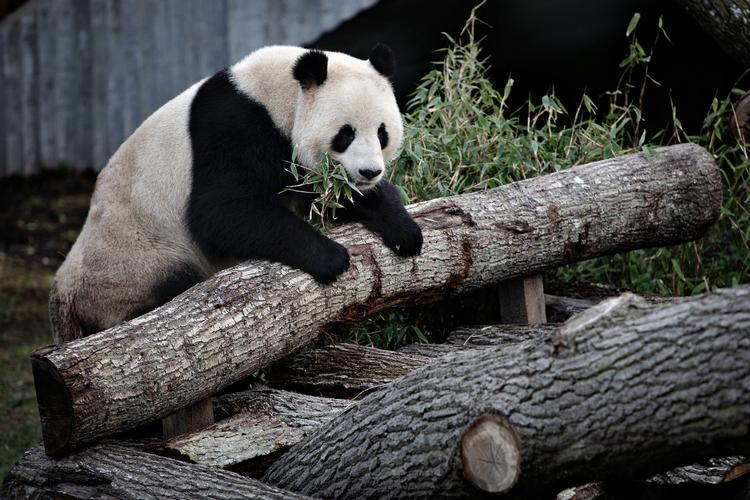 Foto: Martin Lehmann/POLFOTO