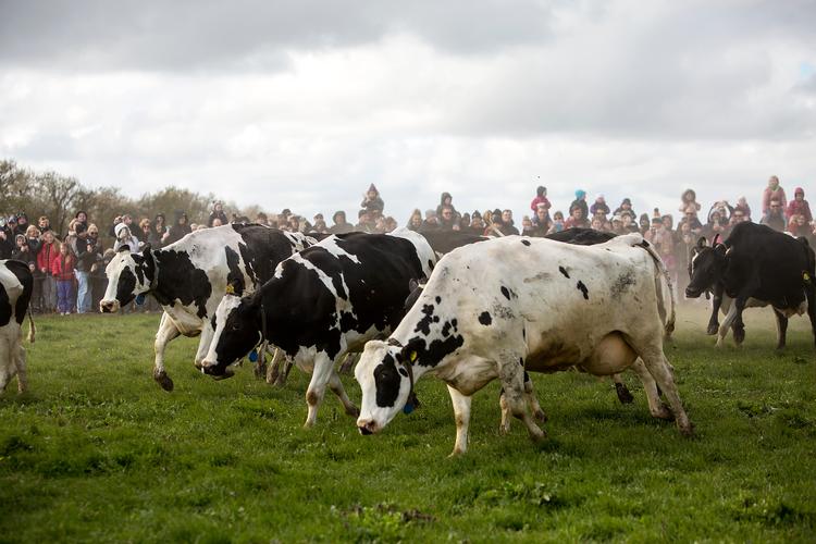 
Forårskåde køer springer ud! Foto: Ivan Boll/POLFOTO