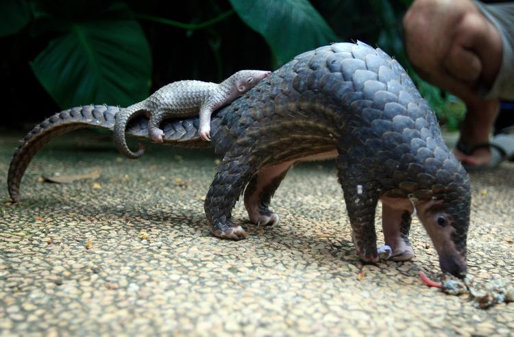 Et skældyr i Balis zoologiske have bærer sin baby på halen. Der er otte arter af skældyr, der alle er truede. Nu har Singapores myndigheder gjort et rekordstort fund af skæl fra anslået 38.000 dræbte dyr. Foto: Firdia Lisnawati/Ritzau Scanpix