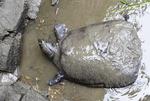 Den enorme skildpadde har sit naturlige habitat i den kinesiske Yangtze-flod, som den er opkaldt efter. Et han-eksemplar menes at være ældre end 100 år, og de kan veje op til 100 kilo. Arkivfoto, 2015. Foto: Str/Ritzau Scanpix