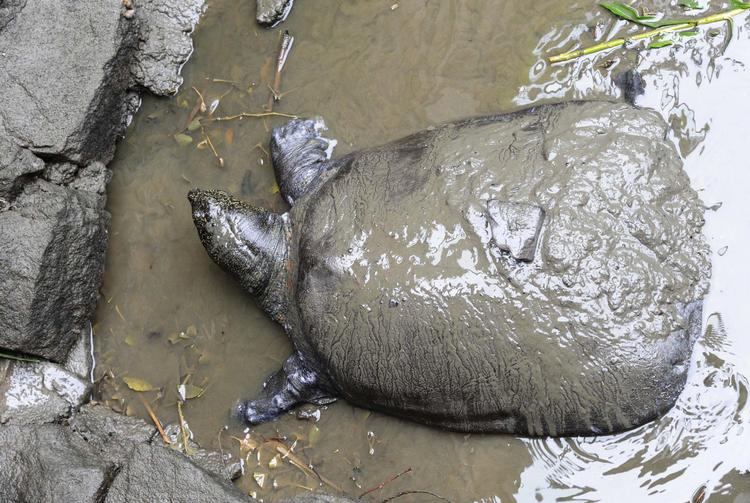 Den enorme skildpadde har sit naturlige habitat i den kinesiske Yangtze-flod, som den er opkaldt efter. Et han-eksemplar menes at være ældre end 100 år, og de kan veje op til 100 kilo. Arkivfoto, 2015. Foto: Str/Ritzau Scanpix