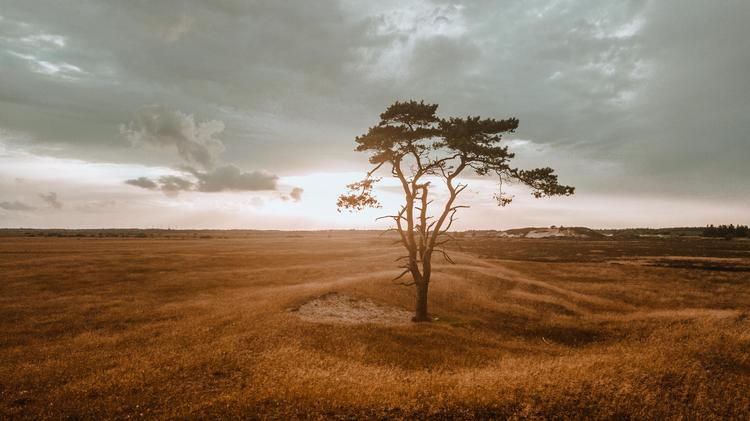 I en gylden solnedgang er Randbøl Hede syd for Billund Danmarks svar på en afrikansk savanne. Som en af Danmarks største heder er der rig mulighed for en lang gåtur i barsk natur.  Foto: Cathrine Cort Koppel