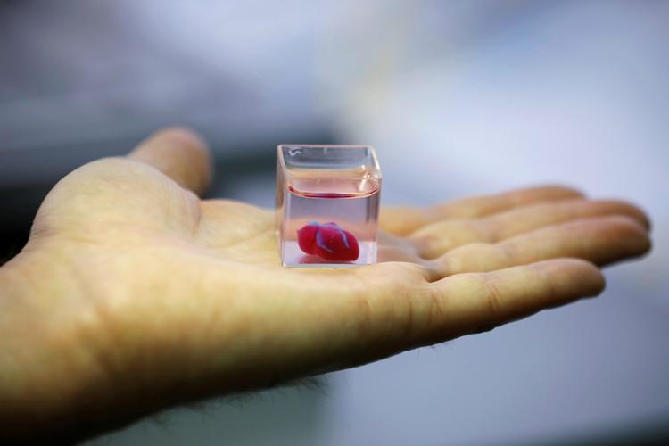 Journalister har på Tel Aviv universitet fået forevist det 3D-printede hjerte, der er på størrelse med et kirsebær. Forskernes bedrift er blevet publiceret i tidskriftet Advanced Science. REUTERS/Amir Cohen  Foto: Amir Cohen/Ritzau Scanpix