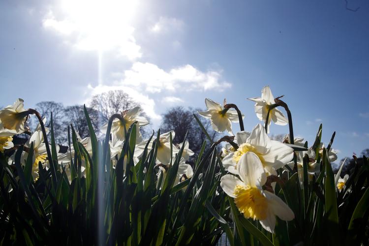 Foråret har sat blomsterne i flor.  Foto: Jens Dresling/POLFOTO