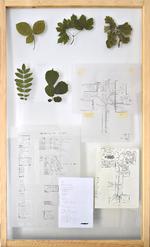 I butikken Skitse kan man købe Rune Bosses pertentlige beskrivelse af, hvordan hans værk 'Urbaum' skal sættes sammen af grene af eg, avnbøg, poppel, ask, pil, ahorn, rød el, birk, hassel /røn og kastanje.   Foto: Skitse
