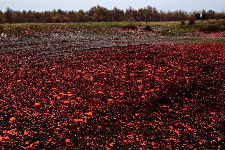 Dynger af lerduer flyder i naturen på landets skydebander, som her ved Københavns Flugtskytte Klub på Amager.  Foto: Jacob Ehrbahn (arkiv)/POLFOTO