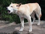 En australsk dingo ses her i en dyrepark.  Foto: Russell Mcphedran/Ritzau Scanpix