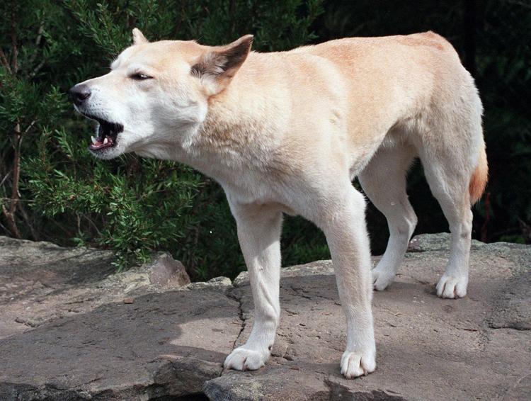 En australsk dingo ses her i en dyrepark.  Foto: Russell Mcphedran/Ritzau Scanpix