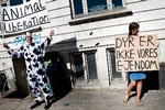 Hvor er jeres journalistiske stolthed, jeres professionelle integritet, når I dovent vælger at viderebringe desperate løgne fra en døende udnyttelsesindustri for usle likes og clicks? (Arkivfoto fra 2018 taget ved Aarhus Slagtehus) Foto: Tanja Carstens Lund/RITZAU/SCANPIX