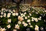 Anemonerne lader sig varme af solstrålerne, der indtil videre skinner ubesværet ned i skovbunden. Om kort tid lukker trætoppene for lyset, og så varer det ikke længe, før vi når midsommer og kortere dage.
   Foto: Søren Schnoor/POLFOTO