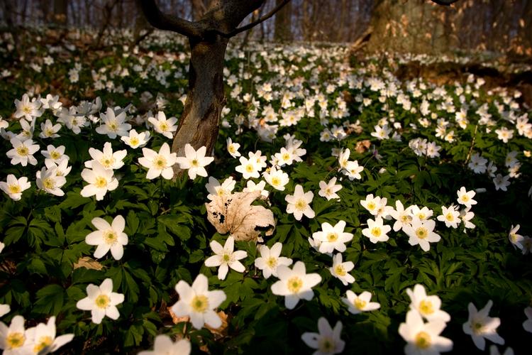 Anemonerne lader sig varme af solstrålerne, der indtil videre skinner ubesværet ned i skovbunden. Om kort tid lukker trætoppene for lyset, og så varer det ikke længe, før vi når midsommer og kortere dage.
   Foto: Søren Schnoor/POLFOTO