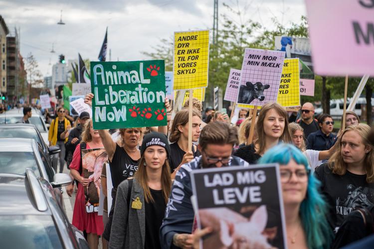 Veganerpartiet afskyr kød- og mælkeprodukter. Det gør også en del af de demonstranter (på billedet), der sidste år demonstrerede på Islands Brygge i København, mens den årlige madfestival for børn blev afholdt. Arkivfoto Anthon Unger