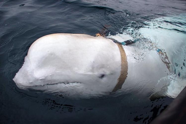 Foto: Det norske fiskeridirektorat/Jørgen Ree Wiig