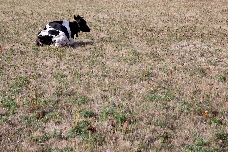 Sidste sommers tørke i Danmark skabte problemer for flere afgrøder. For mælkebonde Per Thomasen betød de udtørrede græsmarker mindre mad til køerne og 20 procent mindre mælk.
   Foto: Finn Frandsen/POLFOTO