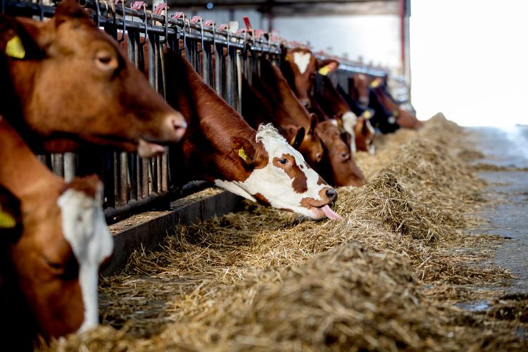 Kvægdrift anses for et af de største klimaproblemer i dag. Landbrug & Fødevarer glæder sig dog over, at det nu er dokumenteret, at klimaafgifter koster landbruget dyrt, uden at det hjælper globalt klima ret meget.  Foto: Finn Frandsen/POLFOTO